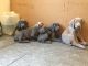 Weimaraner Puppies for sale in Roscommon, MI 48653, USA. price: NA
