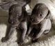 Weimaraner Puppies for sale in Dowagiac, MI 49047, USA. price: NA