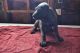 Weimaraner Puppies for sale in Richwood, OH 43344, USA. price: NA
