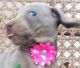 Weimaraner Puppies for sale in Portland, OR, USA. price: NA