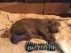 Weimaraner Puppies for sale in Osceola Mills, PA 16666, USA. price: NA