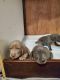 Weimaraner Puppies for sale in Brooklyn, MI 49230, USA. price: NA