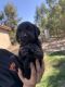 Weimaraner Puppies for sale in Temecula, CA, USA. price: NA