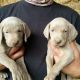 Lovely Healthy Weimarane Puppies for sale