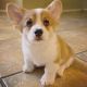 Welsh Corgi Puppies for sale in 900 Folsom St, San Francisco, CA 94107, USA. price: $600