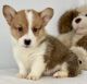 Welsh Corgi Puppies for sale in Los Angeles, CA, USA. price: $400