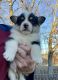 Welsh Corgi Puppies for sale in Mt Pleasant, TX 75455, USA. price: NA