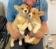Welsh Corgi Puppies for sale in Camarillo, CA, USA. price: $1,800