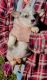 Welsh Corgi Puppies for sale in Mt Sterling, KY 40353, USA. price: $800