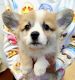 Welsh Corgi Puppies for sale in Eastvale, CA, USA. price: $2,500