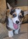 Welsh Corgi Puppies for sale in Houston, TX, USA. price: $700