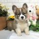 Welsh Corgi Puppies for sale in 6607 Cove Creek Dr, Billings, MT 59106, USA. price: $800