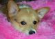 Welsh Corgi Puppies for sale in Fort Wayne, IN, USA. price: NA