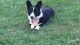 Welsh Corgi Puppies for sale in Holbrook, MA, USA. price: NA