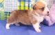 Welsh Corgi Puppies for sale in Del Rio, TX 78840, USA. price: NA