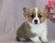 Welsh Corgi Puppies for sale in Alberta Ave, Staten Island, NY 10314, USA. price: NA