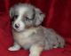 Welsh Corgi Puppies for sale in Los Angeles, CA 90005, USA. price: NA