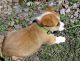 Welsh Corgi Puppies for sale in Los Angeles, CA 90050, USA. price: NA