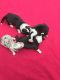 Welsh Corgi Puppies for sale in California, MD, USA. price: NA