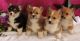 Welsh Corgi Puppies for sale in Colorado Springs, CO, USA. price: NA