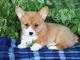Welsh Corgi Puppies for sale in Lincoln, CA, USA. price: NA