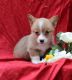 Welsh Corgi Puppies for sale in Los Angeles, CA 90012, USA. price: NA