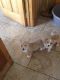 Welsh Corgi Puppies for sale in Los Angeles, CA, USA. price: NA