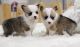 Welsh Corgi Puppies for sale in Newton Lower Falls, Newton, MA, USA. price: NA