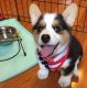 Welsh Corgi Puppies for sale in Missouri City, TX, USA. price: NA