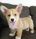 Welsh Corgi Puppies for sale in Michigan City, IN, USA. price: NA