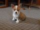 Welsh Corgi Puppies for sale in California State Route 2, Los Angeles, CA, USA. price: NA