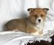Welsh Corgi Puppies for sale in Alexandria, OH 43001, USA. price: NA