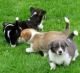 Welsh Corgi Puppies for sale in Indianapolis, IN, USA. price: NA