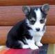 Welsh Corgi Puppies for sale in 10043 Museum Mile, New York, NY 10028, USA. price: NA