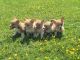 Welsh Corgi Puppies