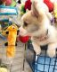 Welsh Corgi Puppies for sale in Los Angeles, CA 90021, USA. price: NA