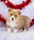 Welsh Corgi Puppies for sale in Indianapolis, IN, USA. price: NA