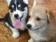 Welsh Corgi Puppies for sale in Texas City, TX, USA. price: NA