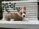 Welsh Corgi Puppies for sale in Denver, CO 80205, USA. price: NA