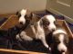 Welsh Sheepdog Puppies for sale in Maryland City, MD, USA. price: NA