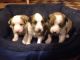 Welsh Sheepdog Puppies for sale in Los Angeles, CA, USA. price: NA