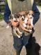 Welsh Sheepdog Puppies for sale in Austin, TX, USA. price: NA