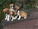 Welsh Sheepdog Puppies for sale in NEW New Paltz Plaza, New Paltz, NY 12561, USA. price: NA