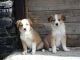Welsh Sheepdog Puppies for sale in 862 NJ-33, Hamilton Township, NJ 08619, USA. price: NA