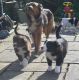 Welsh Terrier Puppies
