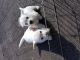 West Highland White Terrier Puppies for sale in McKenzie, TN 38201, USA. price: NA