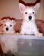 Sweet West Highland Terriers
