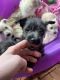 Westiepoo Puppies ready to go next week March 26!