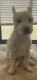West Highland White Terrier Puppies for sale in Melbourne, FL, USA. price: NA