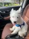 West Highland White Terrier Puppies for sale in Prosper, TX, USA. price: NA